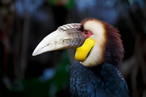 Wreathed Hornbill Rhyticeros Undulatus Hane Även Känd Som Bar Pouched — Stockfoto