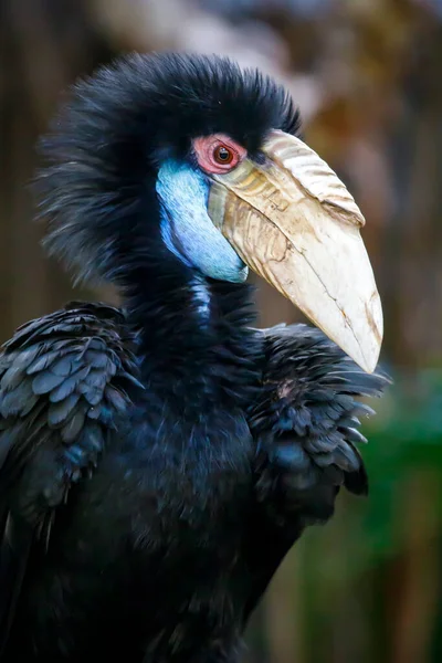 Věncový Hornbill Rhyticeros Undulatus Známý Také Jako Věncový Hornbill — Stock fotografie