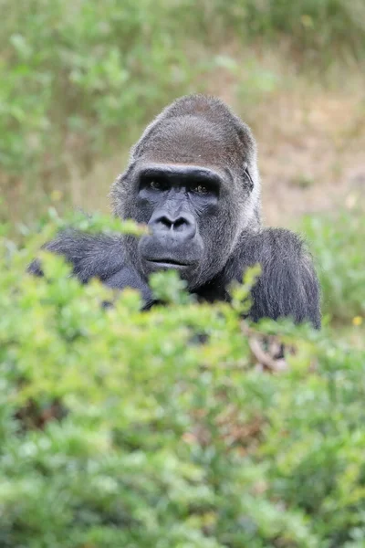 Primo Piano Gorilla Argentato Della Pianura Occidentale Seduto Dietro Cespuglio — Foto Stock
