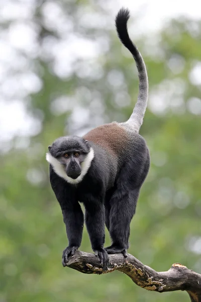 Opice Rodu Hoest Allochrocebus Lhoesti — Stock fotografie