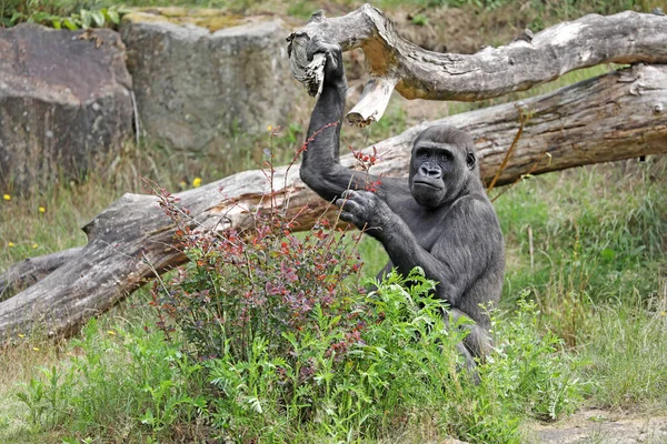 Egy Közeli Felvétel Egy Nyugati Alföldi Gorilláról — Stock Fotó