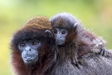 Şirin şempanzenin yakın çekim fotoğrafı.