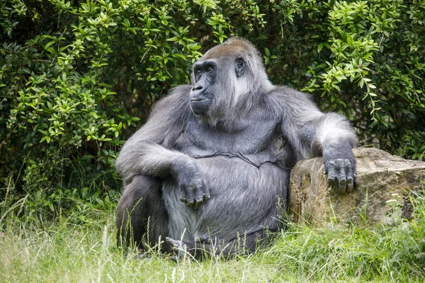 Close Western Lowland Gorilla Fena Sedí Zelené Trávě Parku — Stock fotografie