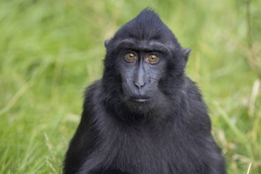 Kameraya bakan ibikli bir makağın (Macaca zencisi) yakın plan fotoğrafı