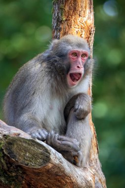 Japon makakasının (Macaca Fuscata) ağaçta otururken çekilmiş yakın plan fotoğrafı.