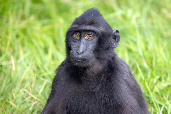 Closeup Photo Crested Macaque Macaca Nigra Looking Camera — Stock Photo, Image