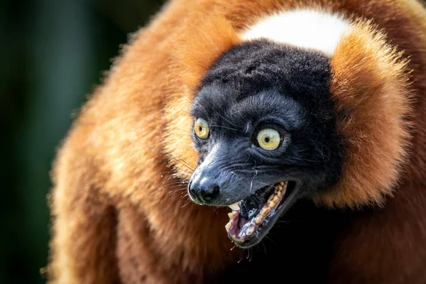 Closeup Foto Red Ruffed Lemur Varecia Rubra Gritando — Fotografia de Stock