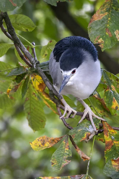 Closeup Photo Black Crowned Night Heron Nycticorax Nycticorax Sitting Tree — Stock Photo, Image