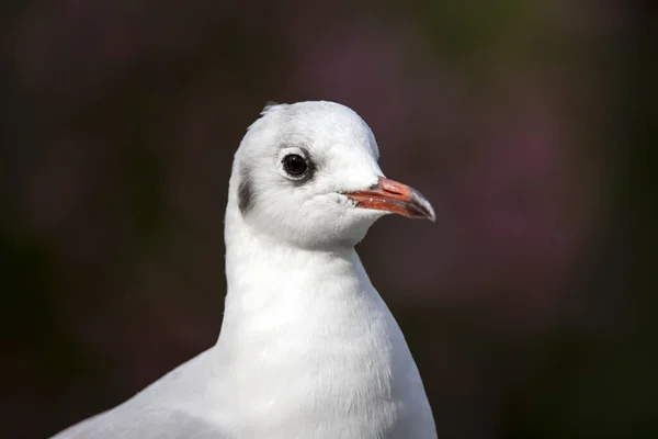 Closeup Photo Black Headed Gull — Stock Photo, Image