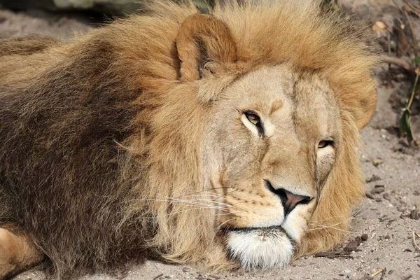 Foto Primer Plano Del León Descansando Suelo — Foto de Stock