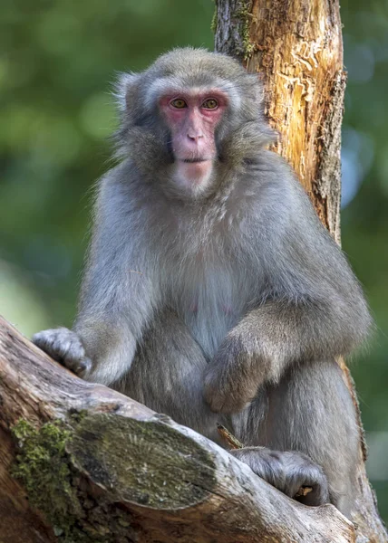 Foto Primer Plano Del Macaco Japonés Macaca Fuscata Sentado Árbol — Foto de Stock