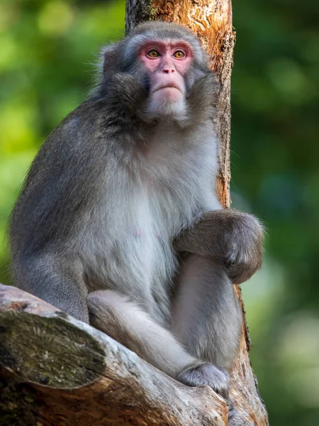 Foto Primer Plano Del Macaco Japonés Macaca Fuscata Sentado Árbol — Foto de Stock