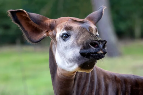 Closeup Photo Okapi Artiodactyl Mammal Endemic Northeast Democratic Republic Congo — Stock Photo, Image