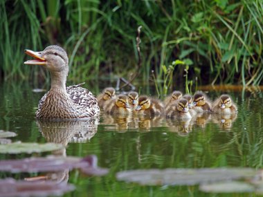 Mother duck with ducklings clipart