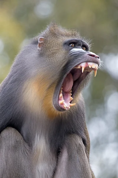 bir Mandrill'di portresi