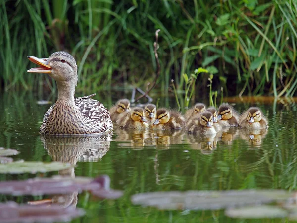 Entenmutter mit Entchen — Stockfoto