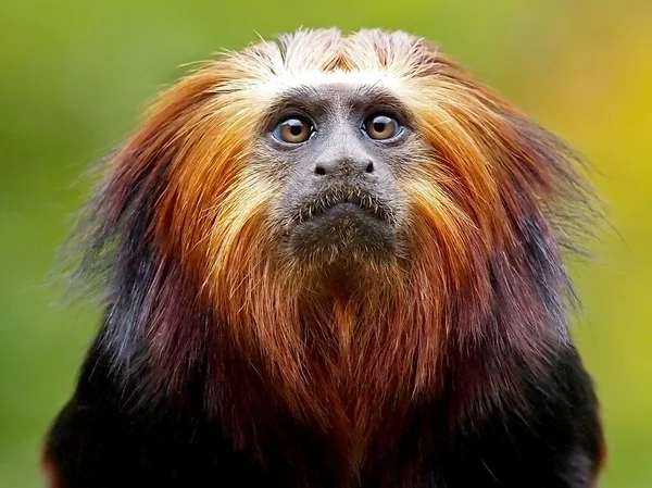 Tamarin lion — Photo