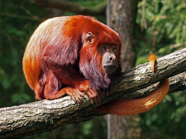 Macaco uivo vermelho — Fotografia de Stock