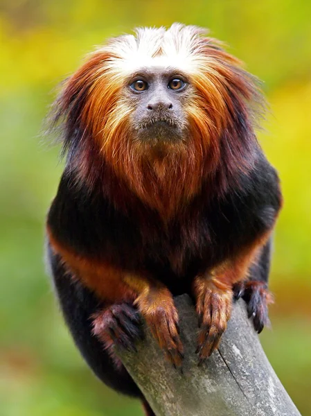 Lion Tamarin — Stockfoto