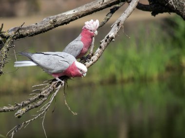 İki Galah