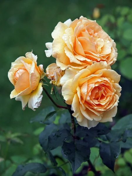 Wet roses — Stock Photo, Image