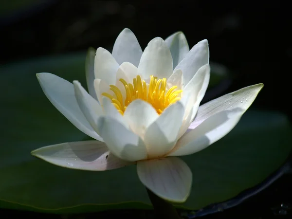 Waterlily — Stock Photo, Image