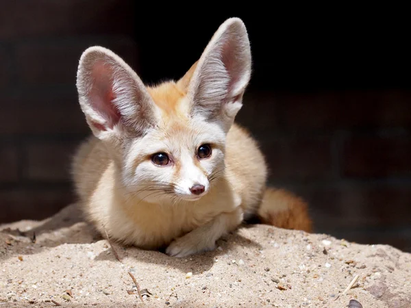 Porträtt av en fennec — Stockfoto