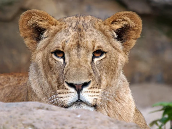 Portrait of a lion — Stock Photo, Image