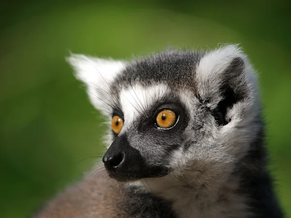Lemur med ringhale – stockfoto
