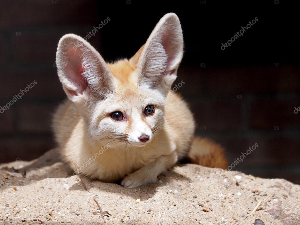 855 Fennec Stock Photos Images Download Fennec Pictures On Depositphotos 855 Fennec Stock Photos Images Download Fennec Pictures On Depositphotos