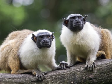 Manto tamarins