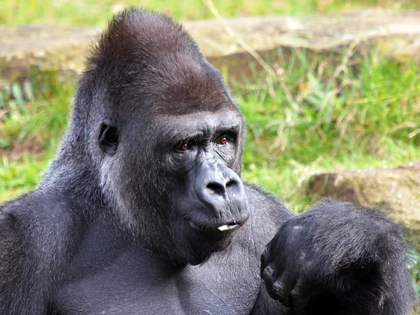 Silverback — Stock Photo, Image