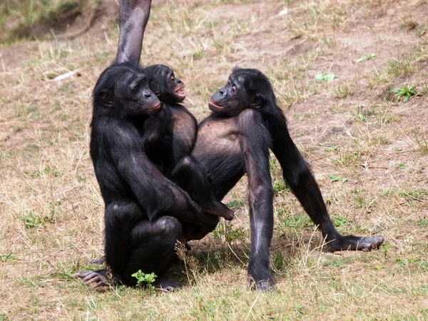 Bonobó — Stock Fotó