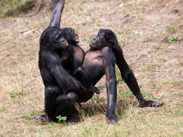 Bonobo. —  Fotos de Stock