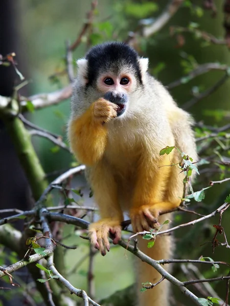 Macaco-esquilo — Fotografia de Stock