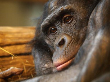 Bonobo male