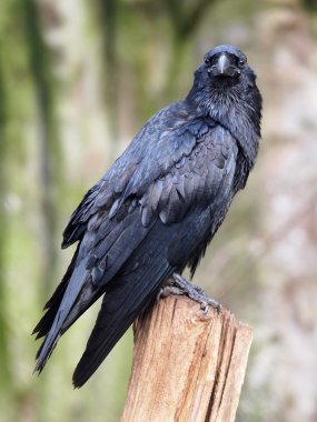Portrait of a raven clipart