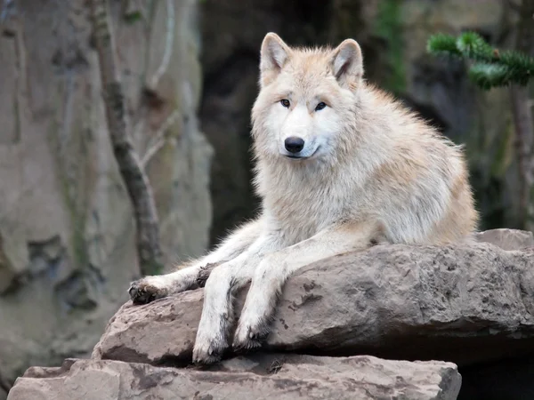 Weißer Wolf — Stockfoto