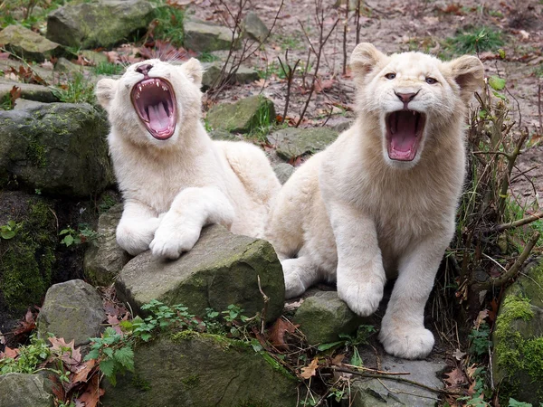 Jóvenes leones blancos — Foto de Stock