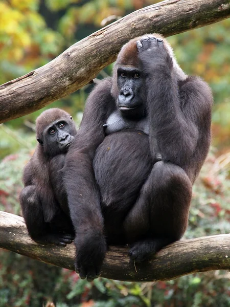 Gorilla madre con niño — Foto de Stock