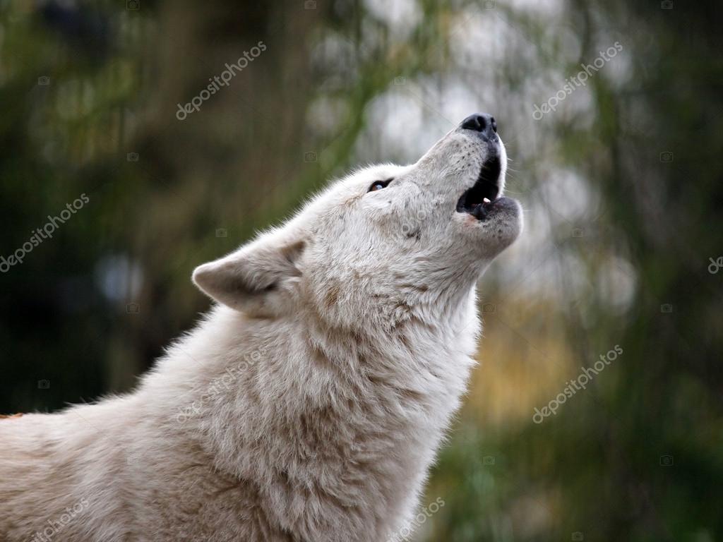 wolf howling picture wolf howling picture