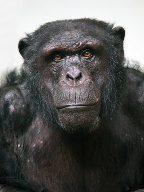 Chimpanzee clipart