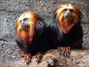 Aslan tamarins