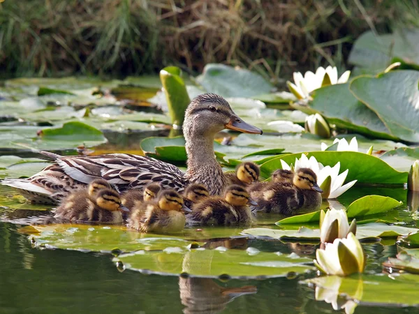Duck mother with ducklings — Stock Photo, Image