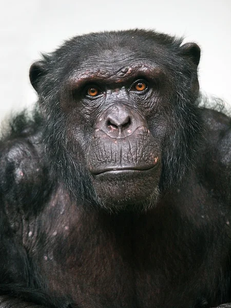Chimpanzé — Photo
