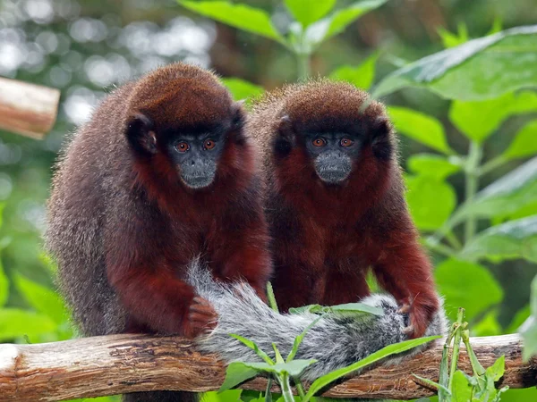 Röd Titi Monkey — Stockfoto