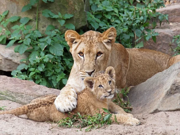 Playing lions — Stock Photo, Image