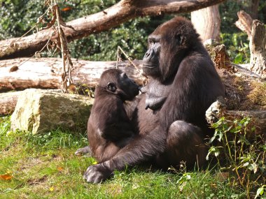 Gorilla mother with her child clipart