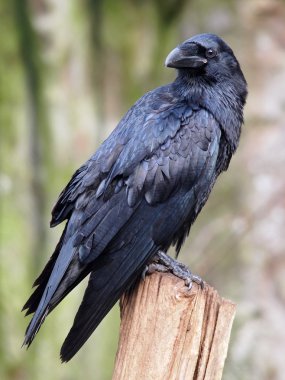 Portrait of a Raven clipart