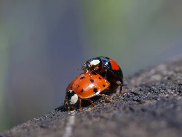 Mating bugs — Stock Photo, Image